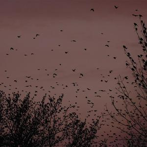 国产特级毛片A高清
